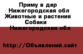 Приму в дар - Нижегородская обл. Животные и растения » Собаки   . Нижегородская обл.